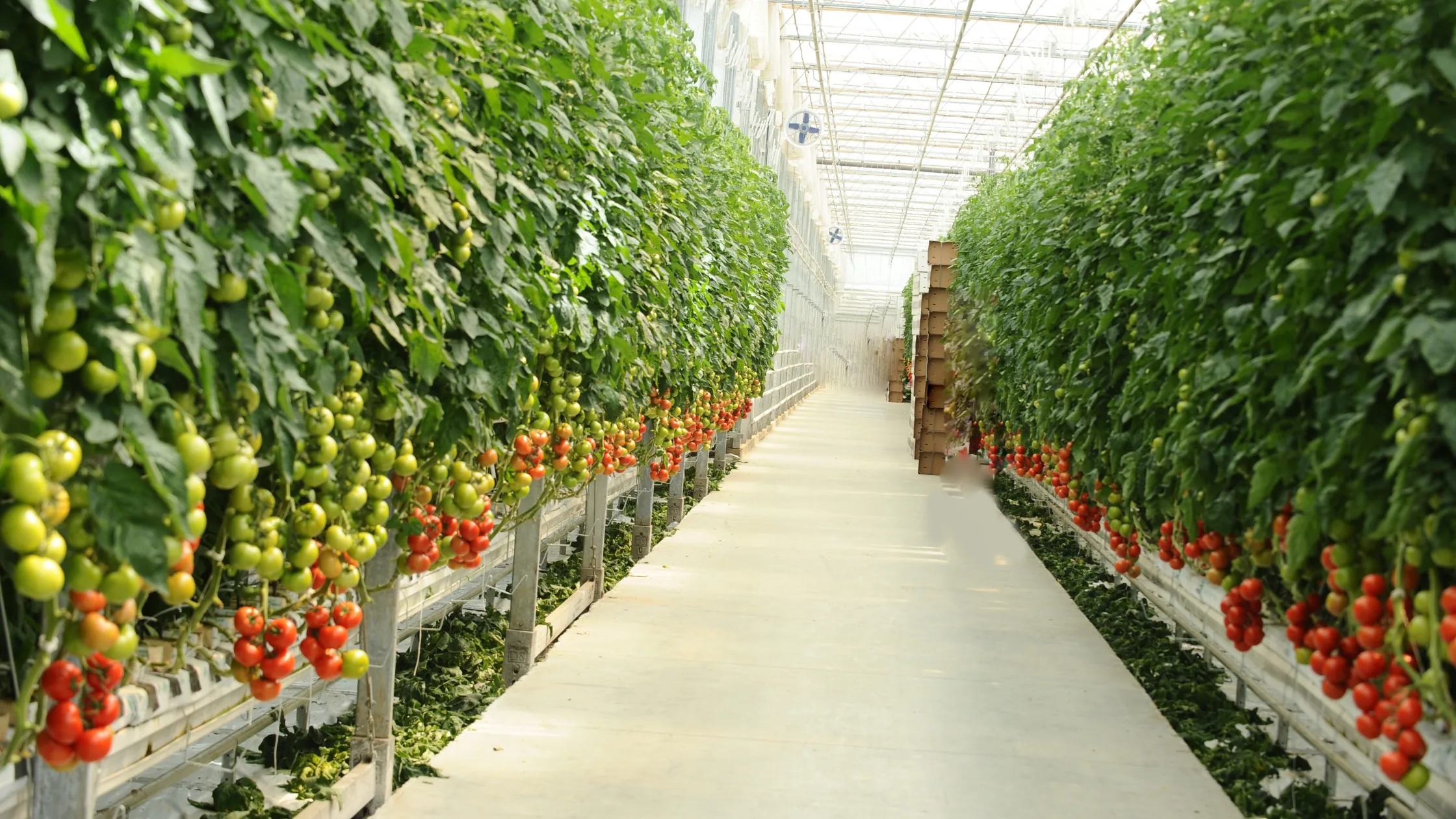Professional Greenhouse Environment